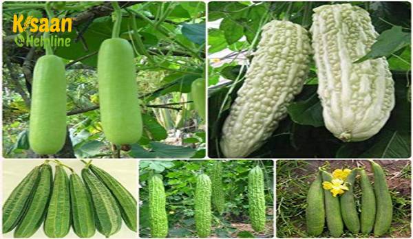 इस मौसम में कद्दूवर्गीय सब्जी की देखरेख जरूरी, अंकुरण में आ सकती है गिरावट इस मौसम में कद्दूवर्गीय सब्जी की देखरेख जरूरी, अंकुरण में आ सकती है गिरावट